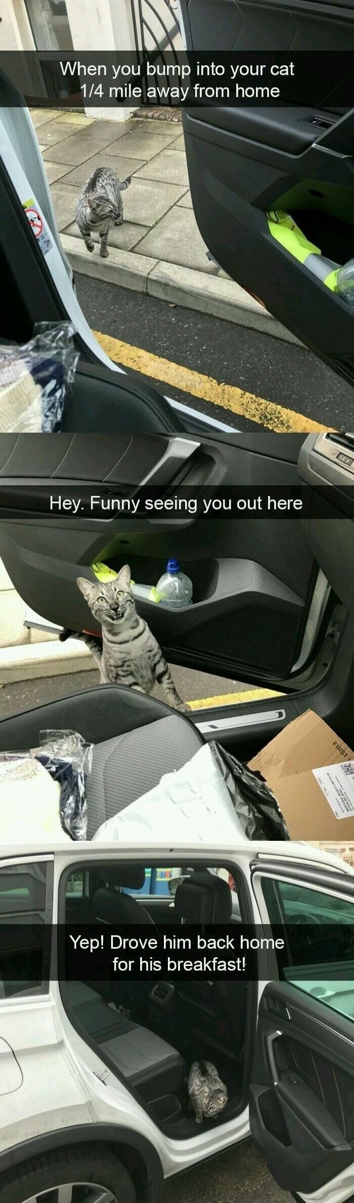 D When you bump into your cat 14 mile away from home Hey Funny seeing you out here Y _ y Yep Drove him back home for his breakfast