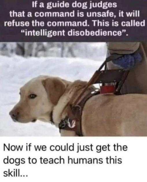 If a guide dog judges LUELE R T T B T RERTT EE A SV ICHTECR GERVIT T ET T R TERERGET T R U CHEET G EGLES T T Now if we could just get the dogs to teach humans this skill