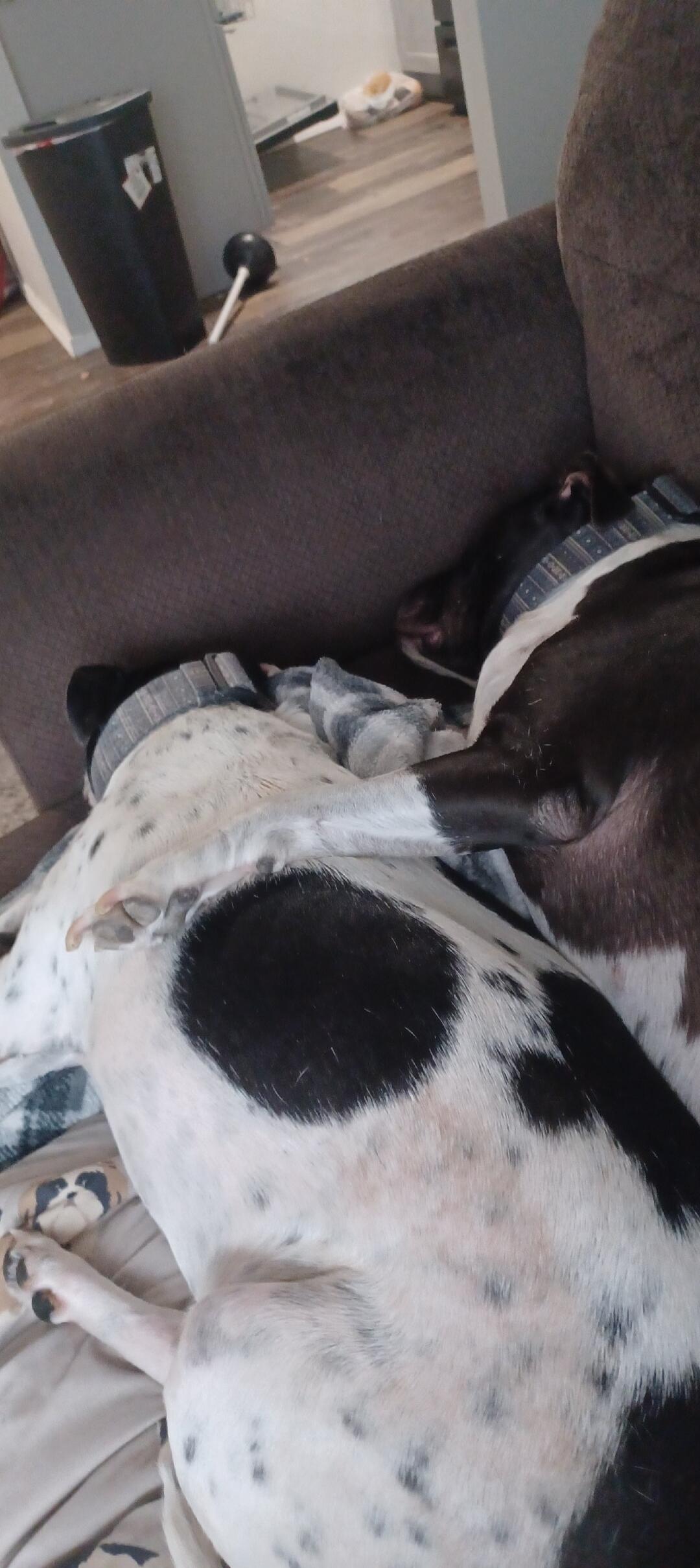 A black and white dog is lying on a couch, sleeping or resting with its head down and body curled against a blanket.