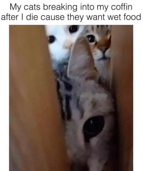 My cats breaking into my coffin after die cause they want wet food