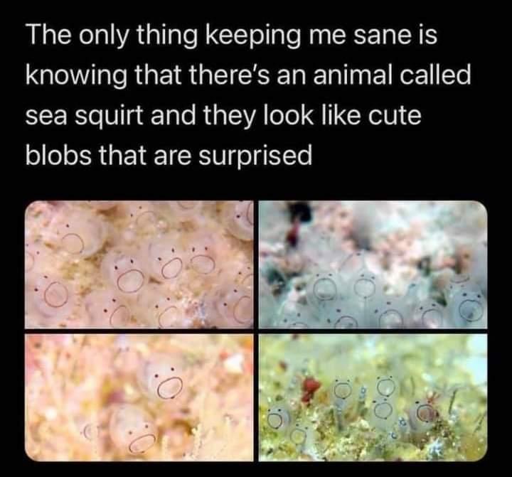 The only thing keeping me sane is knowing that theres an animal called sea squirt and they look like cute blobs that are surprised