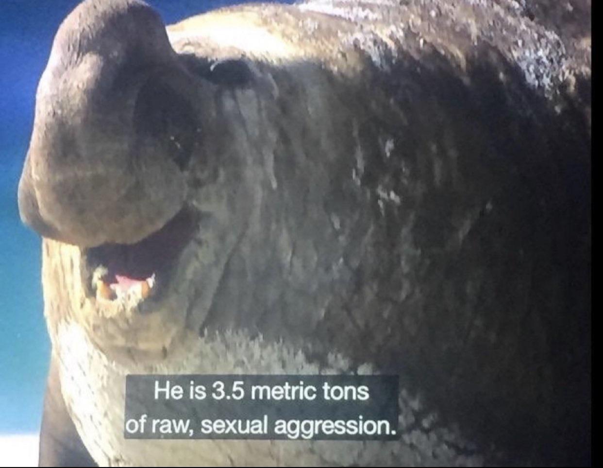 B Ha is 35 metric tons f raw sexual aggression g