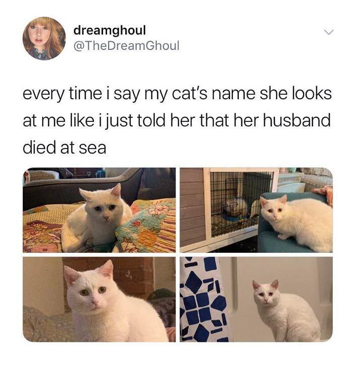dreamghoul TheDreamGhoul every time i say my cats name she looks at me like i just told her that her husband died at sea