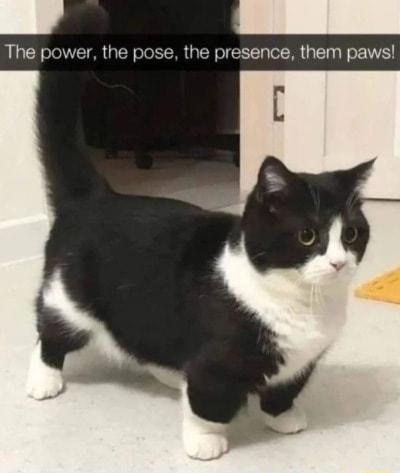 The power the pose the presence them pawsl