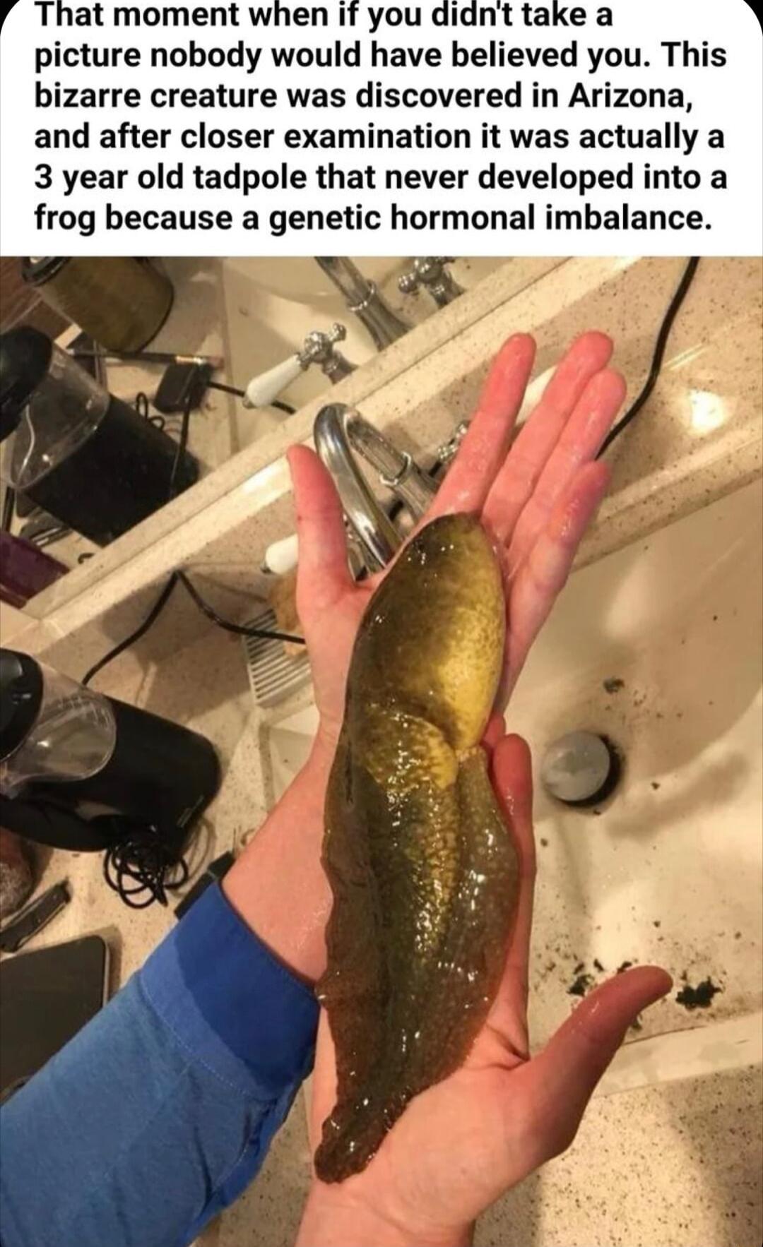 That moment when If you picture nobody would have believed you This bizarre creature was discovered in Arizona and after closer examination it was actually a 3 year old tadpole that never developed into a frog because a genetic hormonal imbalance