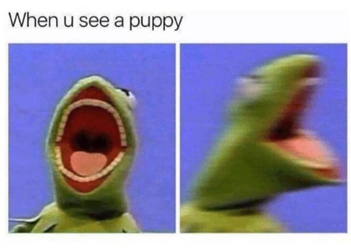 When u see a puppy