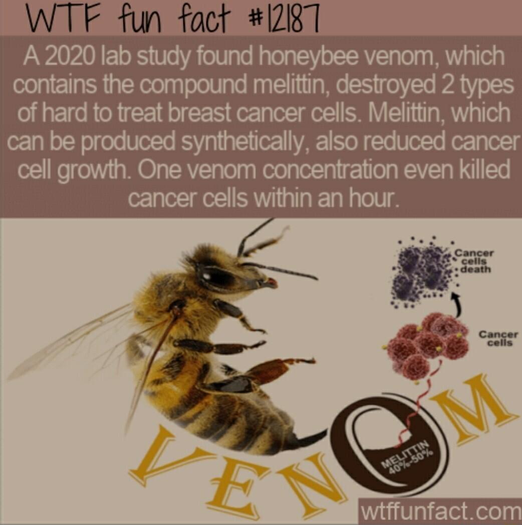 A 2020 lab study found honeybee venom which contains the compound melittin destroyed 2 types of hard to freat breast cancer cells Melittin which can be produced synthetically also reduced cancer cell growth One venom concentration even killed cancer cells within an hour