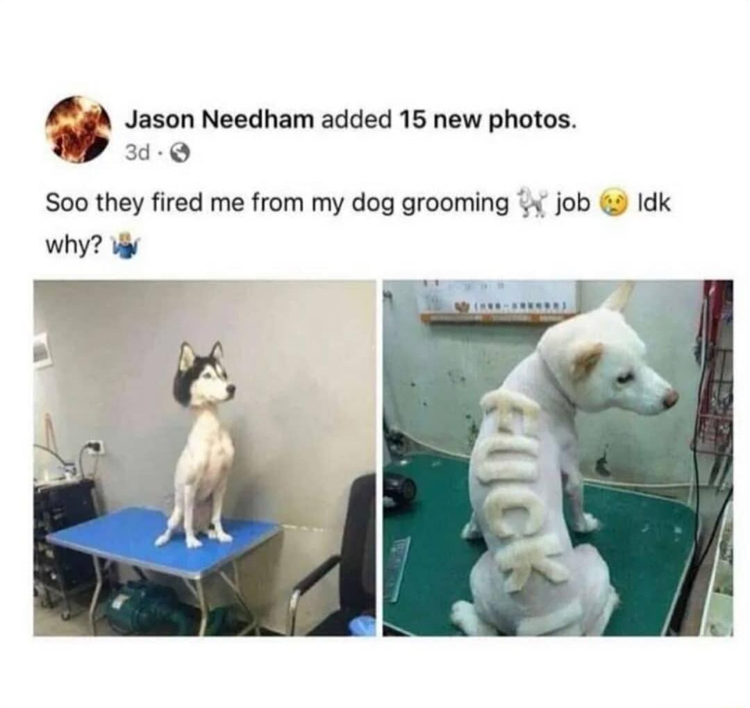 Jason Needham added 15 new photos Soo they fired me from my dog grooming 4 job Idk why