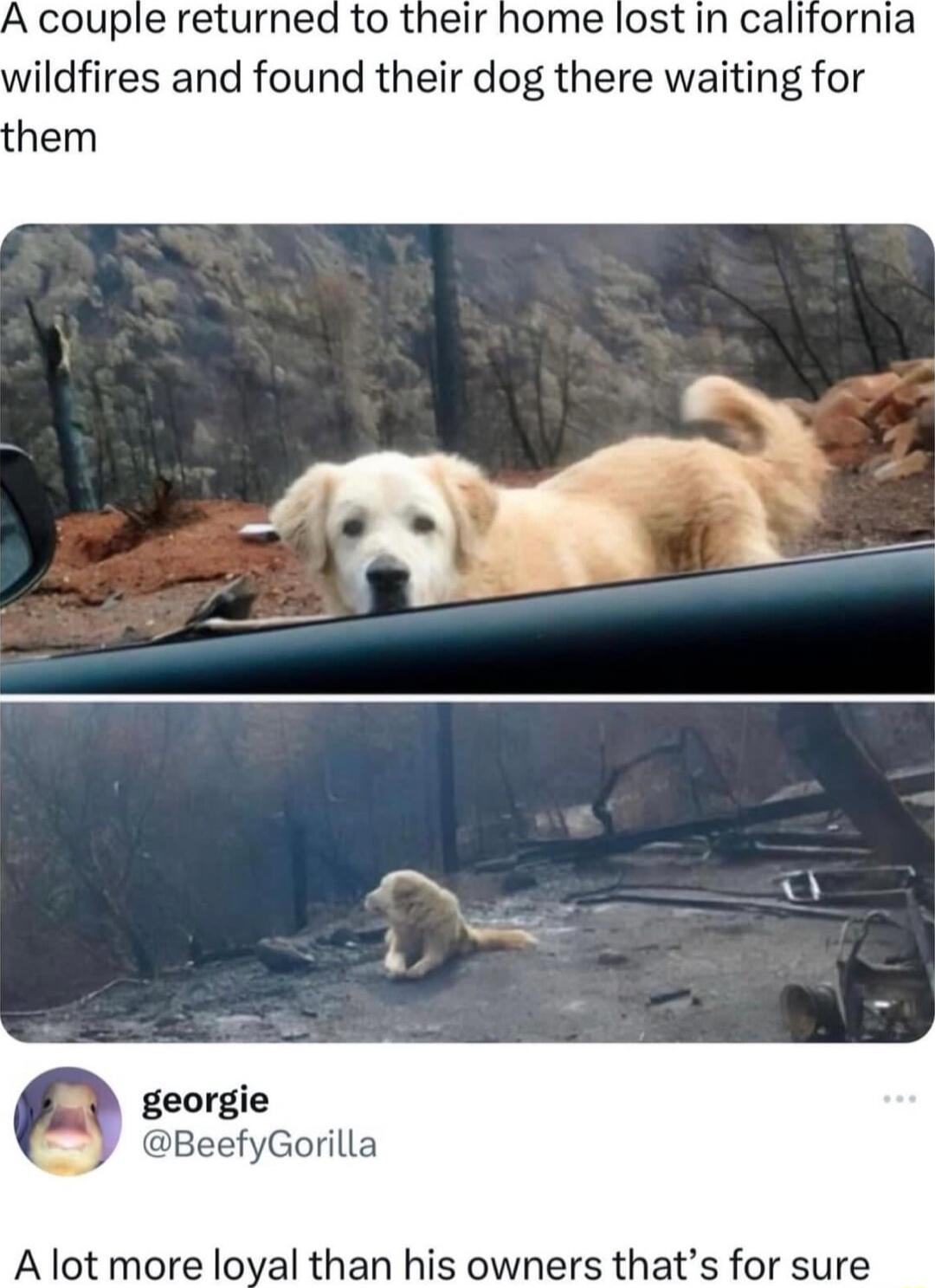 A couple returned to their home lost in california wildfires and found their dog there waiting for hem georgie eefyGorilla A lot more loyal than his owners thats for sure