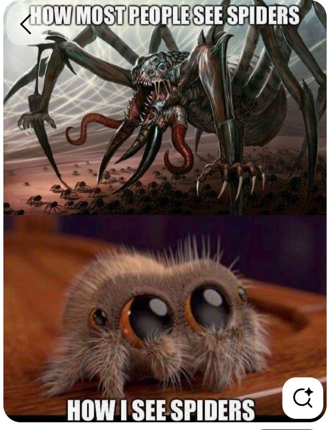 HOW MOST PEOPLE SEE SPIDERS
HOW I SEE SPIDERS
