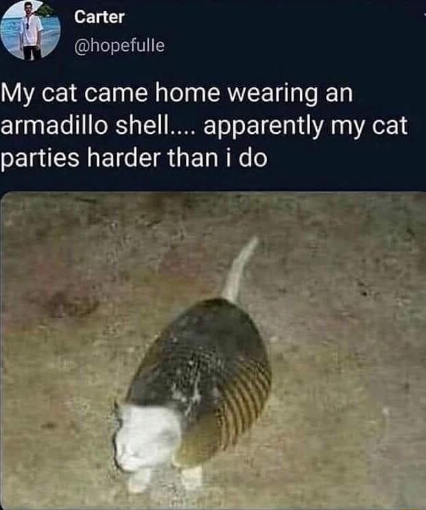 Carter UL My cat came home wearing an armadillo shell apparently my cat LTI BT TR GET N e o