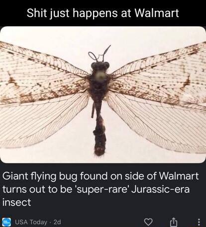 S t happens at Walmar Giant flying bug found on side of Walmart turns out to be super rare Jurassic era insect