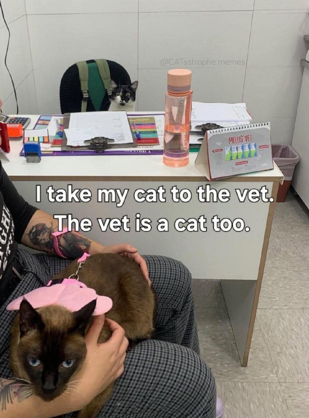 I take my cat to the vet. The vet is a cat too.