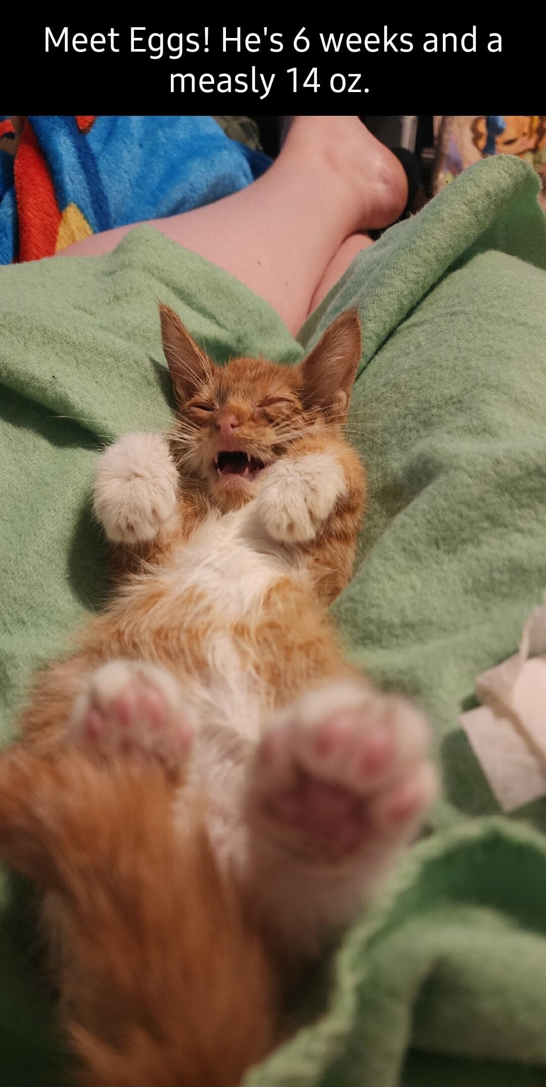 Meet Eggs Hes 6 weeks and a measly 14 oz