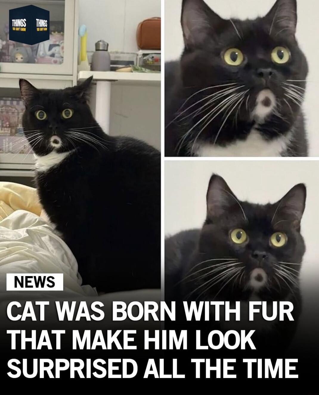 NEWS CAT WAS BORN WITH FUR THAT MAKE HIM LOOK SURPRISED ALL THE TIME