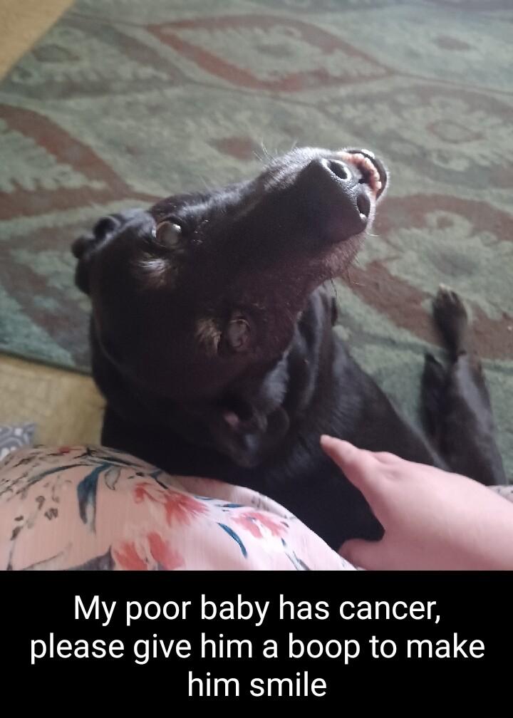 My poor baby has cancer please give him a boop to make him smile