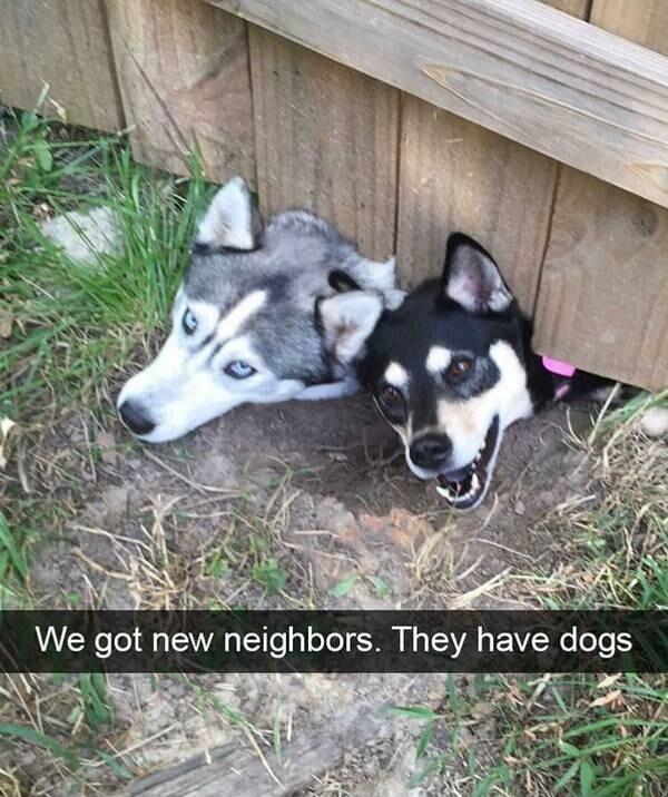 yl A We got new neighbors They have dogs