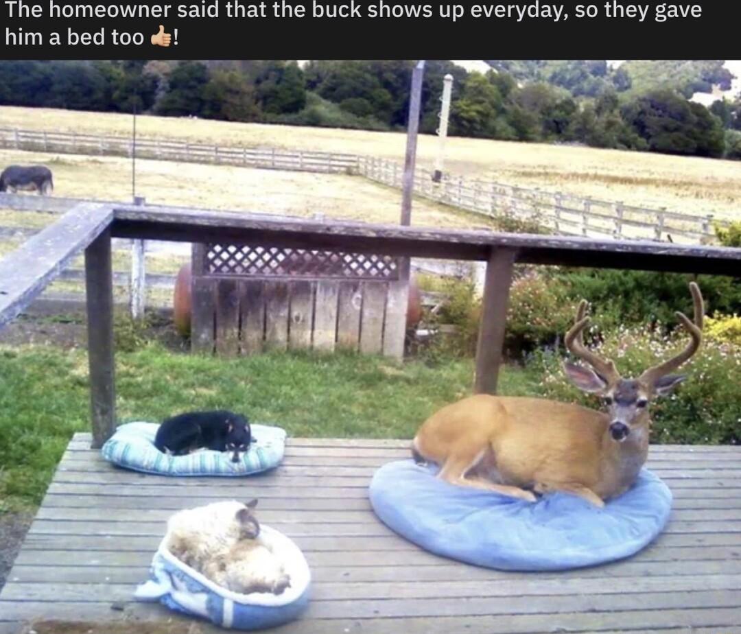 The homeowner said that the buck shows up everyday so they gave him a bed too ds