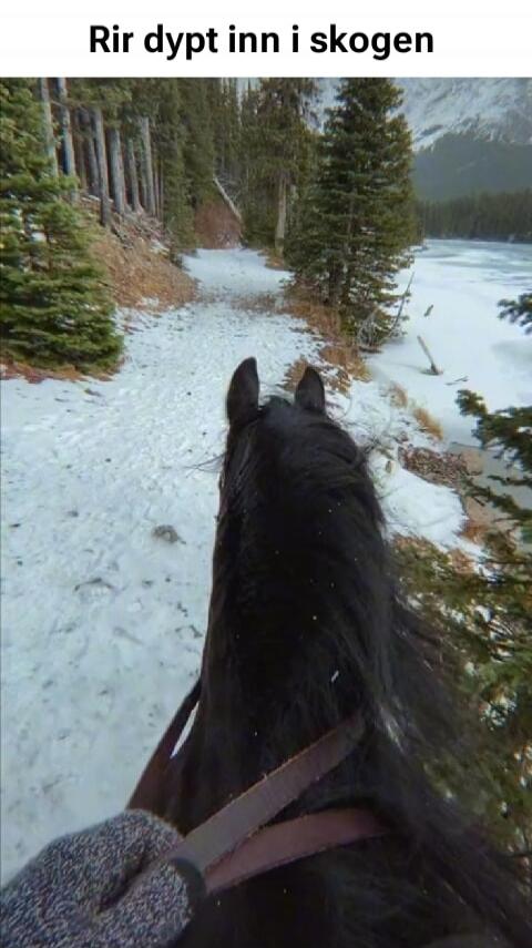 Rir dypt inn i skogen