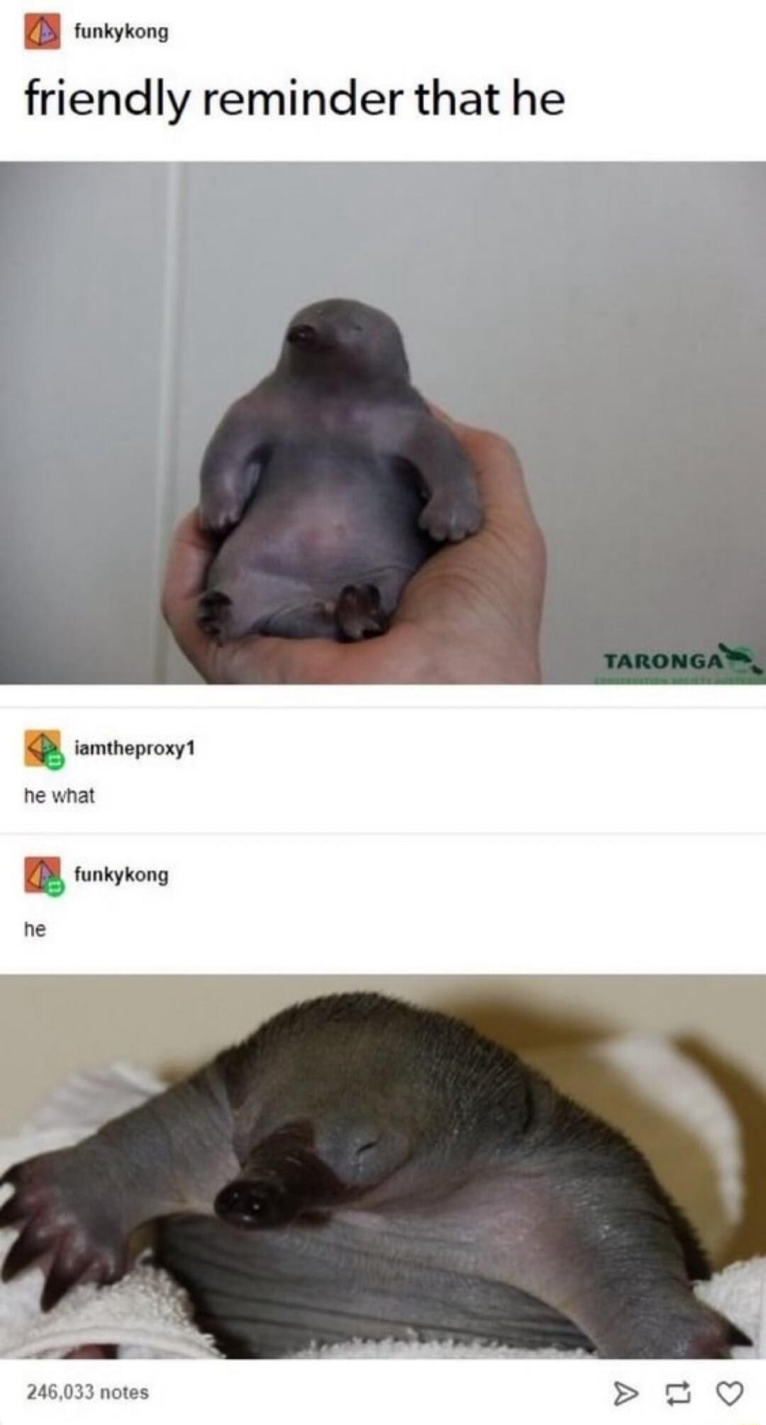 friendly reminder that he he what he