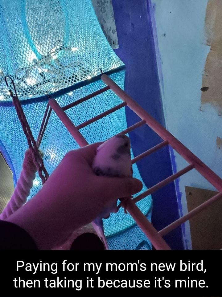 Paying for my moms new bird then taking it because its mine