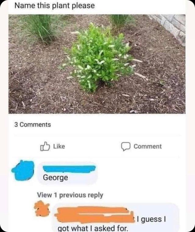 Name this plant please 3 Comments o Like D comment George View 1 previous reply S t1guess L qot what asked for L