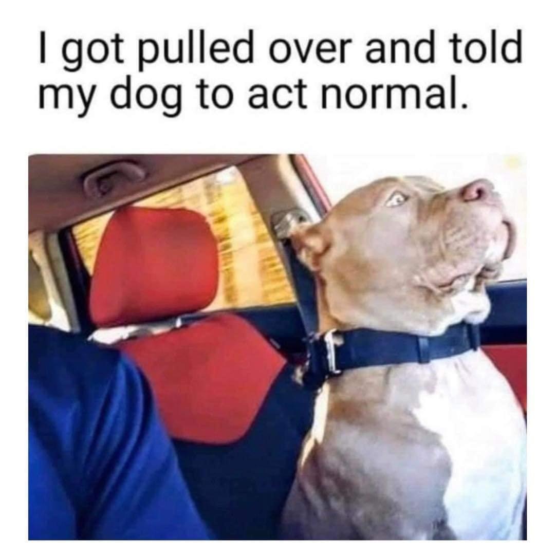 got pulled over and told my dog to act normal