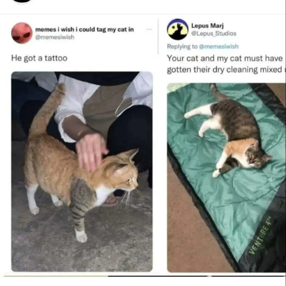 memes wohcoud g my cat i He got a tattoo Your cat and my cat must have gotten their dry cleaning mixed