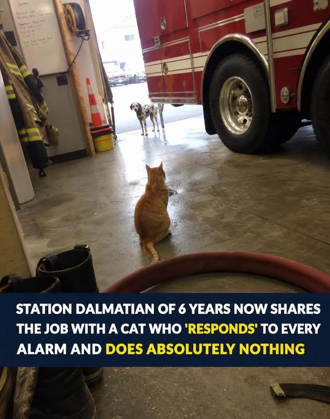 STATION DALMATIAN OF 6 YEARS NOW SHARES THE JOB WITH A CAT WHO 'RESPONDS' TO EVERY ALARM AND DOES ABSOLUTELY NOTHING