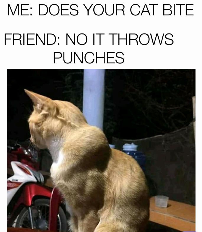 ME DOES YOUR CAT BITE FRIEND NO IT THROWS PUNCHES