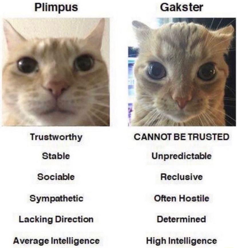 Trustworthy Stable Sociable Sympathetic Lacking Direction Average Intelligence Gakster CANNOT BE TRUSTED Unpredictable Reclusive Often Hostile Determined High Intelligence