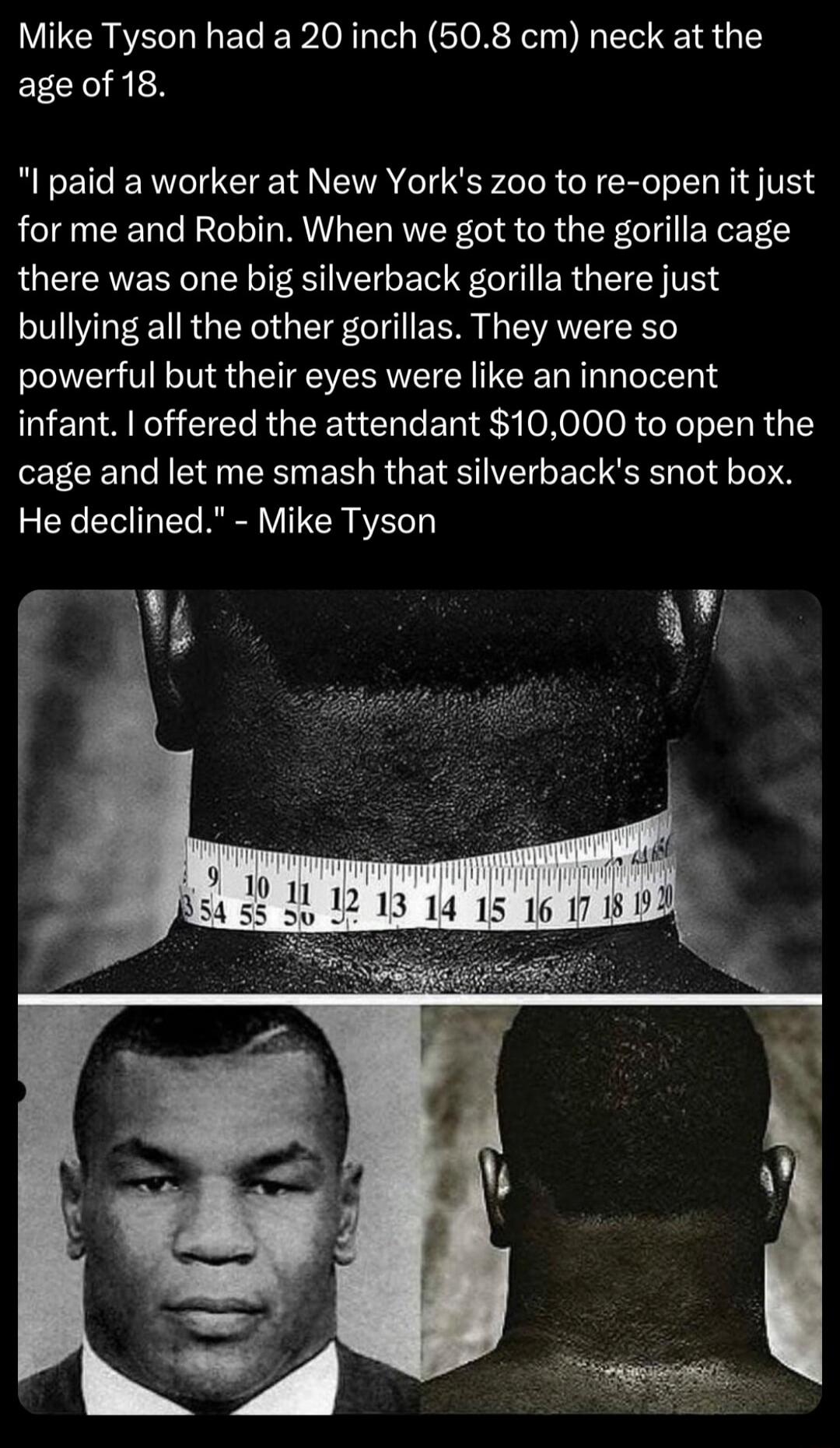 Mike Tyson had a 20 inch 508 cm neck at the age of 18 I paid a worker at New Yorks zoo to re open it just for me and Robin When we got to the gorilla cage there was one big silverback gorilla there just bullying all the other gorillas They were so powerful but their eyes were like an innocent infant offered the attendant 10000 to open the cage and let me smash that silverbacks snot box S XL TN R V