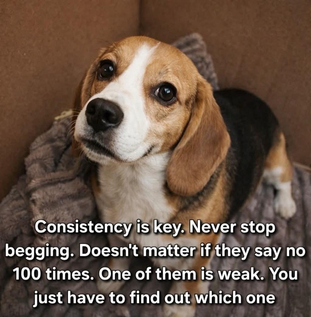 Consistency is key. Never stop begging. Doesn't matter if they say no 100 times. One of them is weak. You just have to find out which one