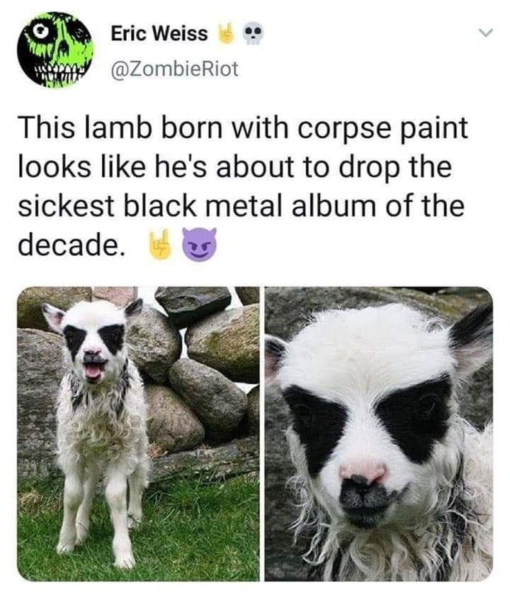 Eric Weiss ZombieRiot This lamb born with corpse paint looks like hes about to drop the sickest black metal album of the decade