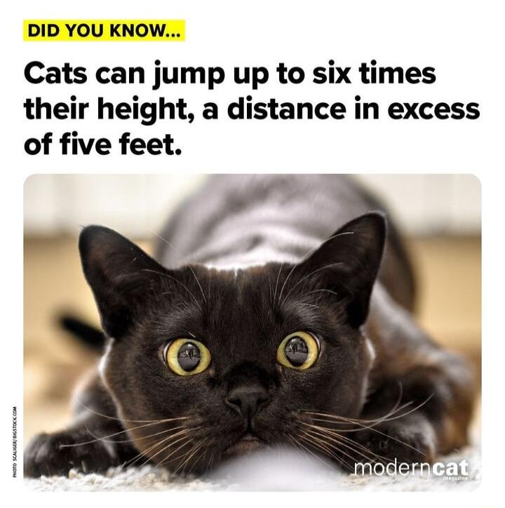 DID YOU KNOW Cats can jump up to six times their height a distance in excess of five feet