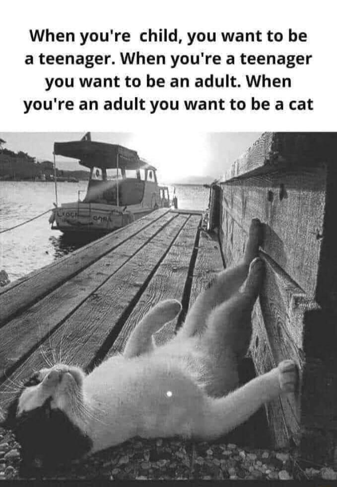 When youre child you want to be a teenager When youre a teenager you want to be an adult When youre an adult you want to be a cat