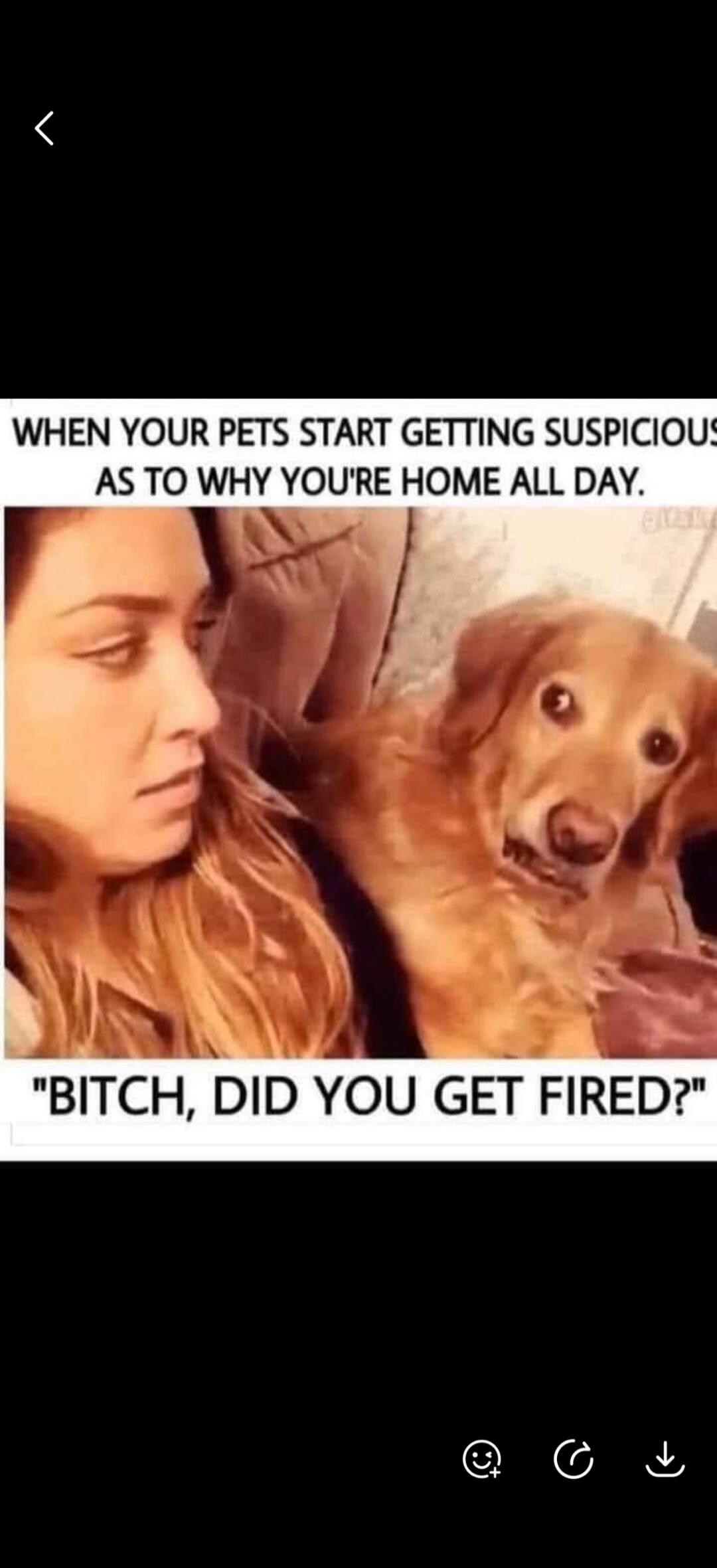 WHEN YOUR PETS START GETTING SUSPICIOUS AS TO WHY YOU'RE HOME ALL DAY. 