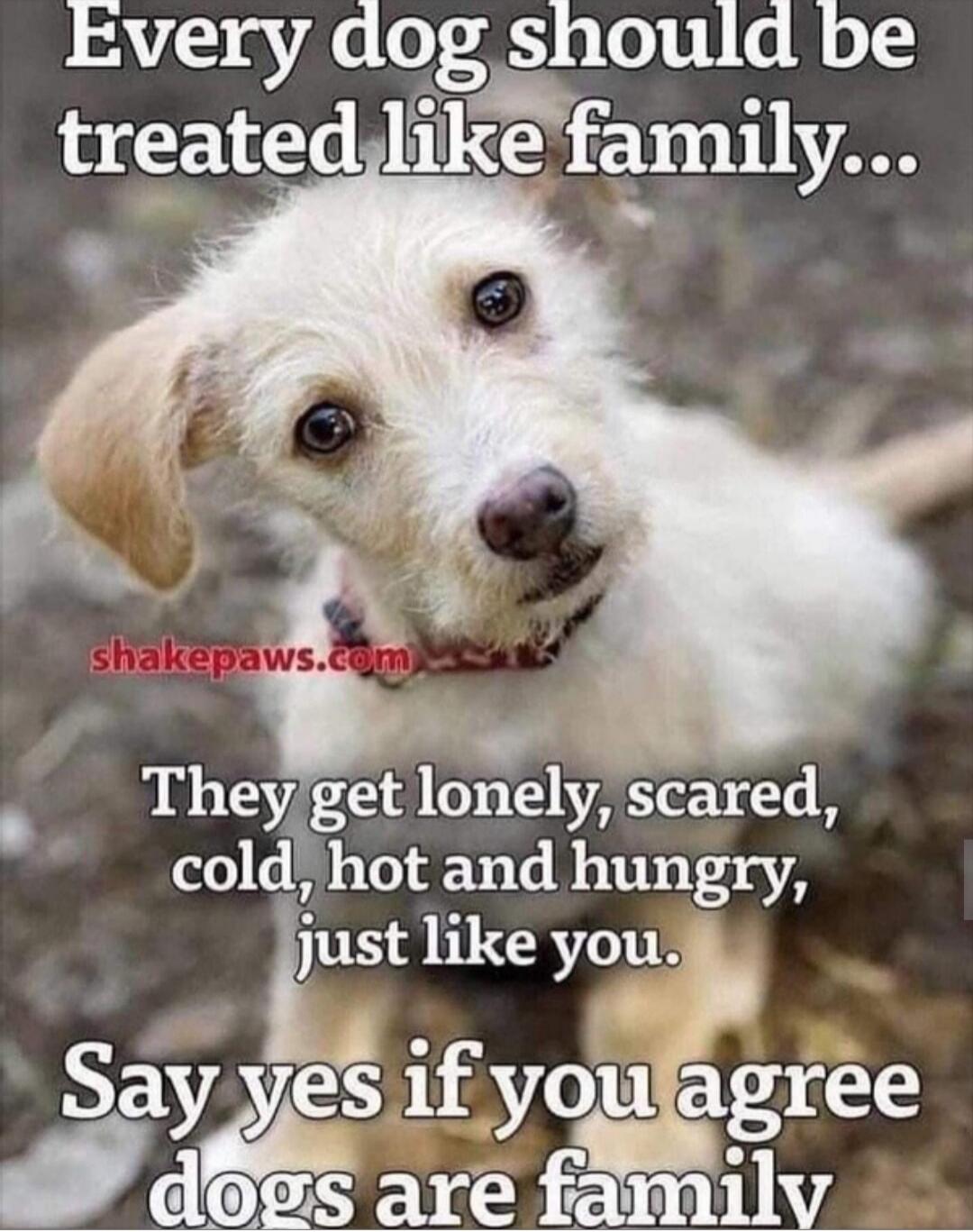 Every dog should be treated like family... They get lonely, scared, cold, hot and hungry, just like you. Say yes if you agree dogs are family