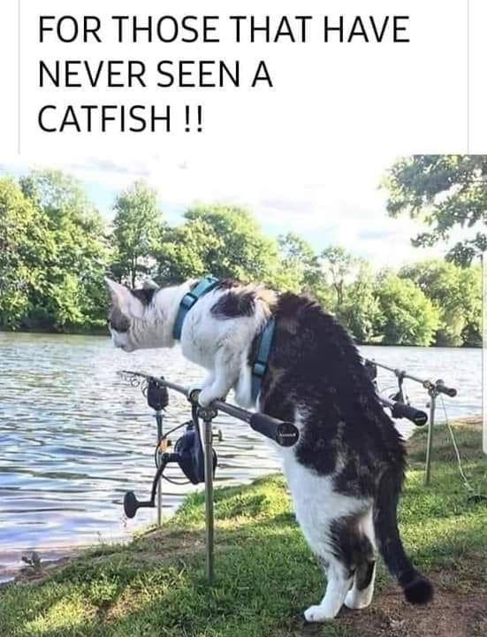 FOR THOSE THAT HAVE NEVER SEEN A CATFISH t