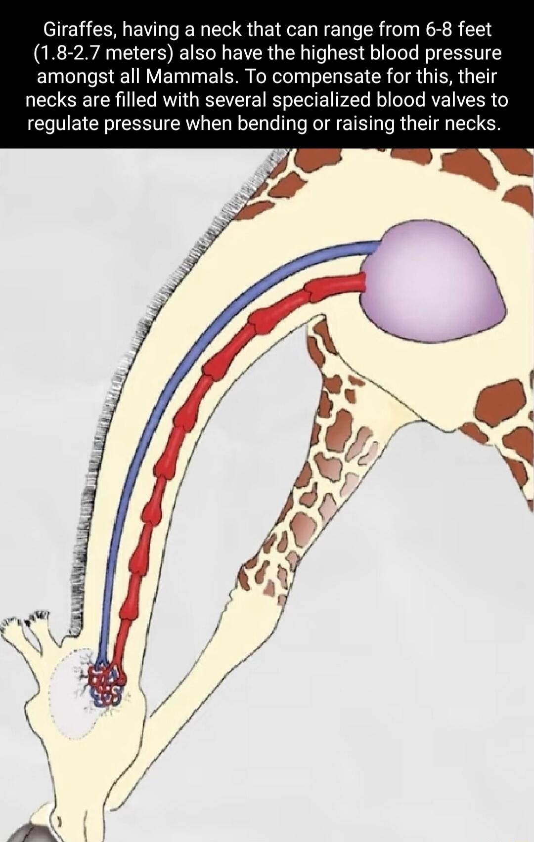 Giraffes having a neck that can range from 68 feet 18 27 meters also have the highest blood pressure amongst all Mammals To compensate for this their necks are filled with several specialized blood valves to regulate pressure when bending o raising their necks