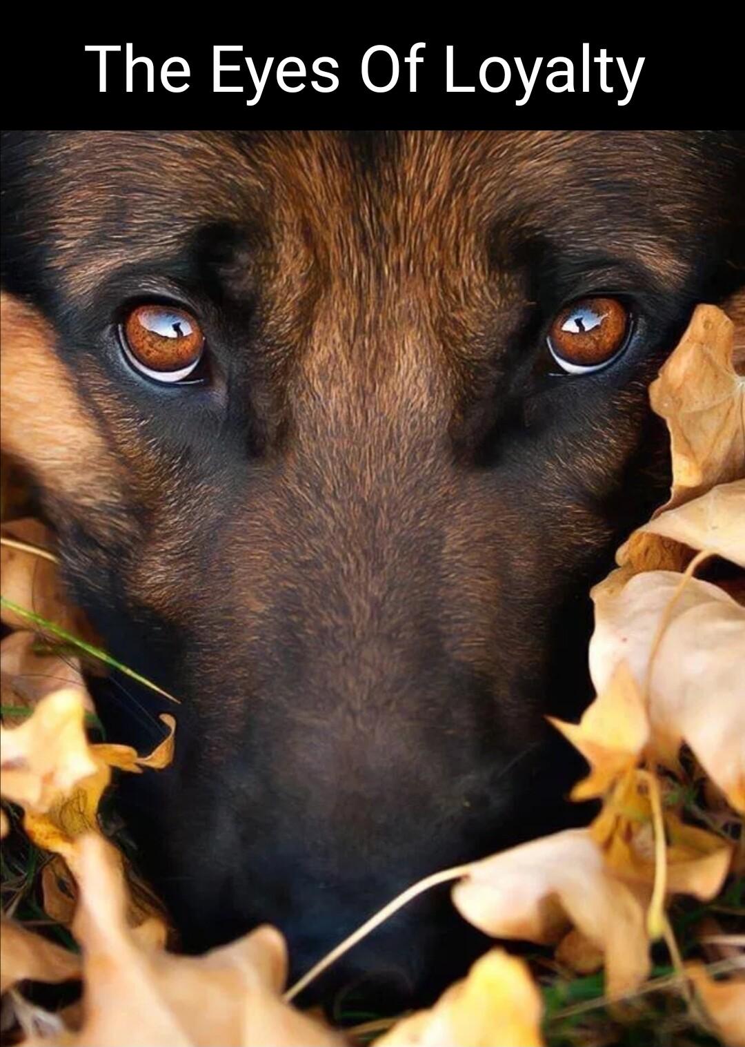 The Eyes Of Loyalty