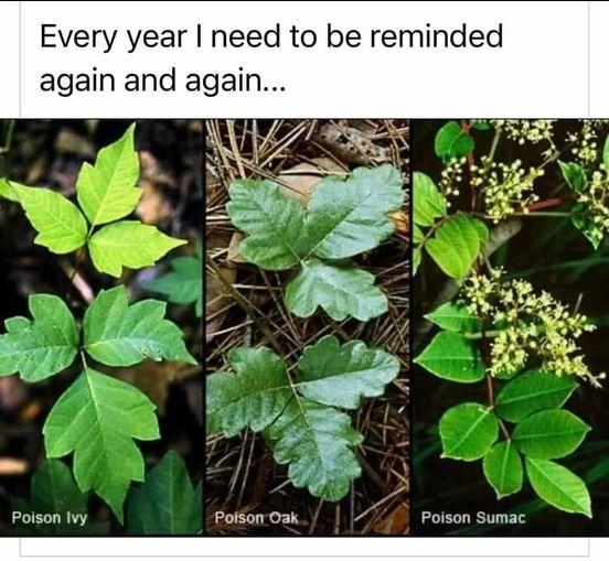 Every year need to be reminded again and again Poison Ivy PoiSon Oak Poison Sumac