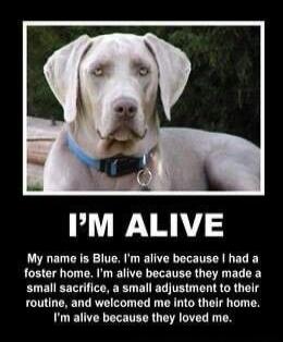 I'M ALIVE
My name is Blue, I'm alive because I had a foster home. I'm alive because they made a small sacrifice, a small adjustment to their routine, and welcomed me into their home. I'm alive because they loved me.