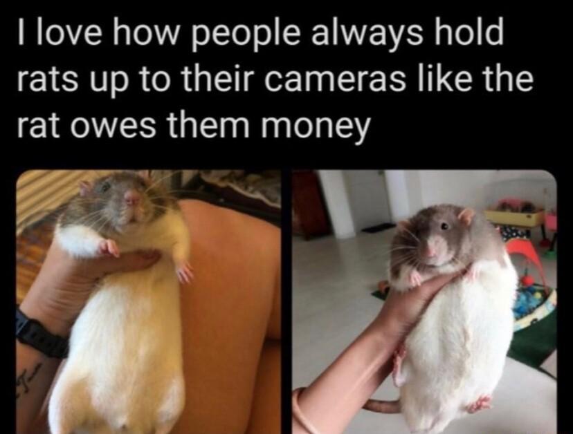 love how people always hold rats up to their cameras like the rat owes them money