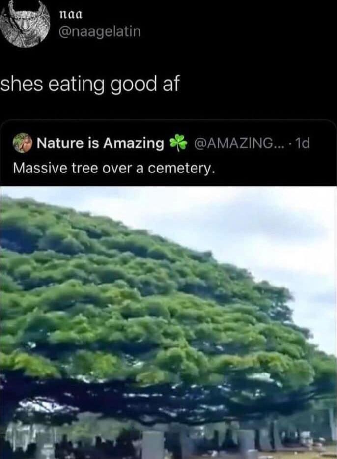 w naa SpRYETipleRelelole ko1 9 Nature is Amazing Massive tree over a cemetery