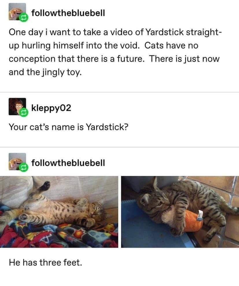 d followthebluebell One day i want to take a video of Yardstick straight up hurling himself into the void Cats have no conception that there is a future There is just now and the jingly toy n kleppy02 Your cats name is Yardstick followthebluebell He has three feet