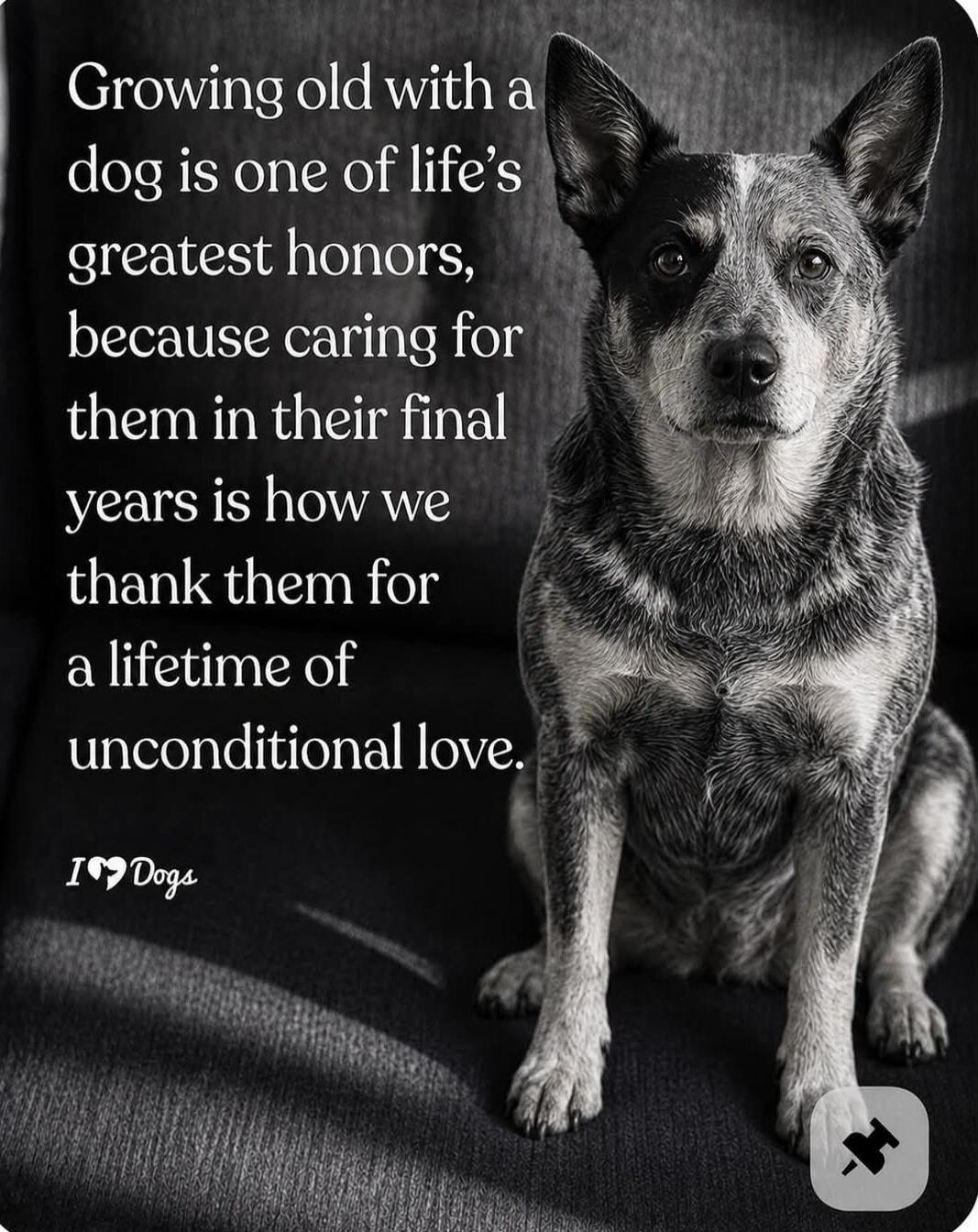 Growing old with a dog is one of life's greatest honors, because caring for them in their final years is how we thank them for a lifetime of unconditional love. I love Dogs