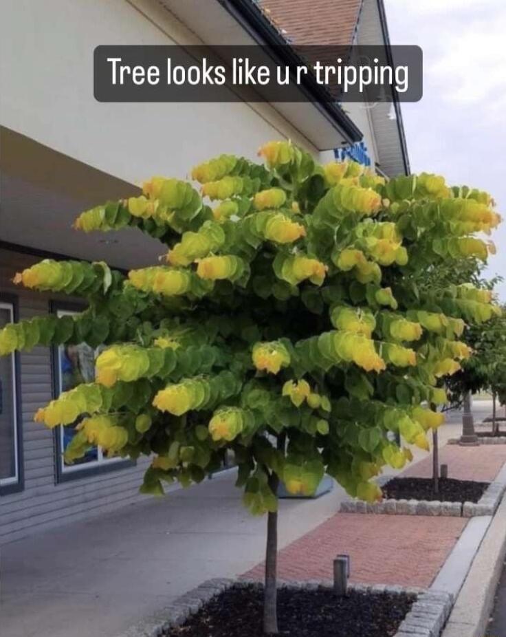 N Tree looks like u r tripping