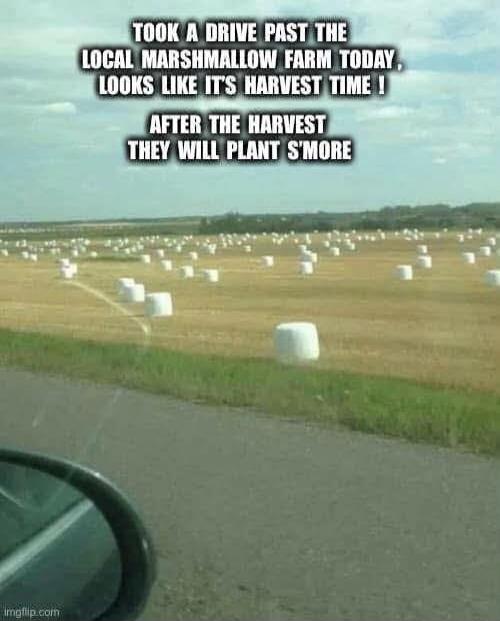 TOOK A DRIVE PAST THE LOCAL MARSHMALLOW FARM TODAY, LOOKS LIKE IT'S HARVEST TIME ! AFTER THE HARVEST THEY WILL PLANT S'MORE