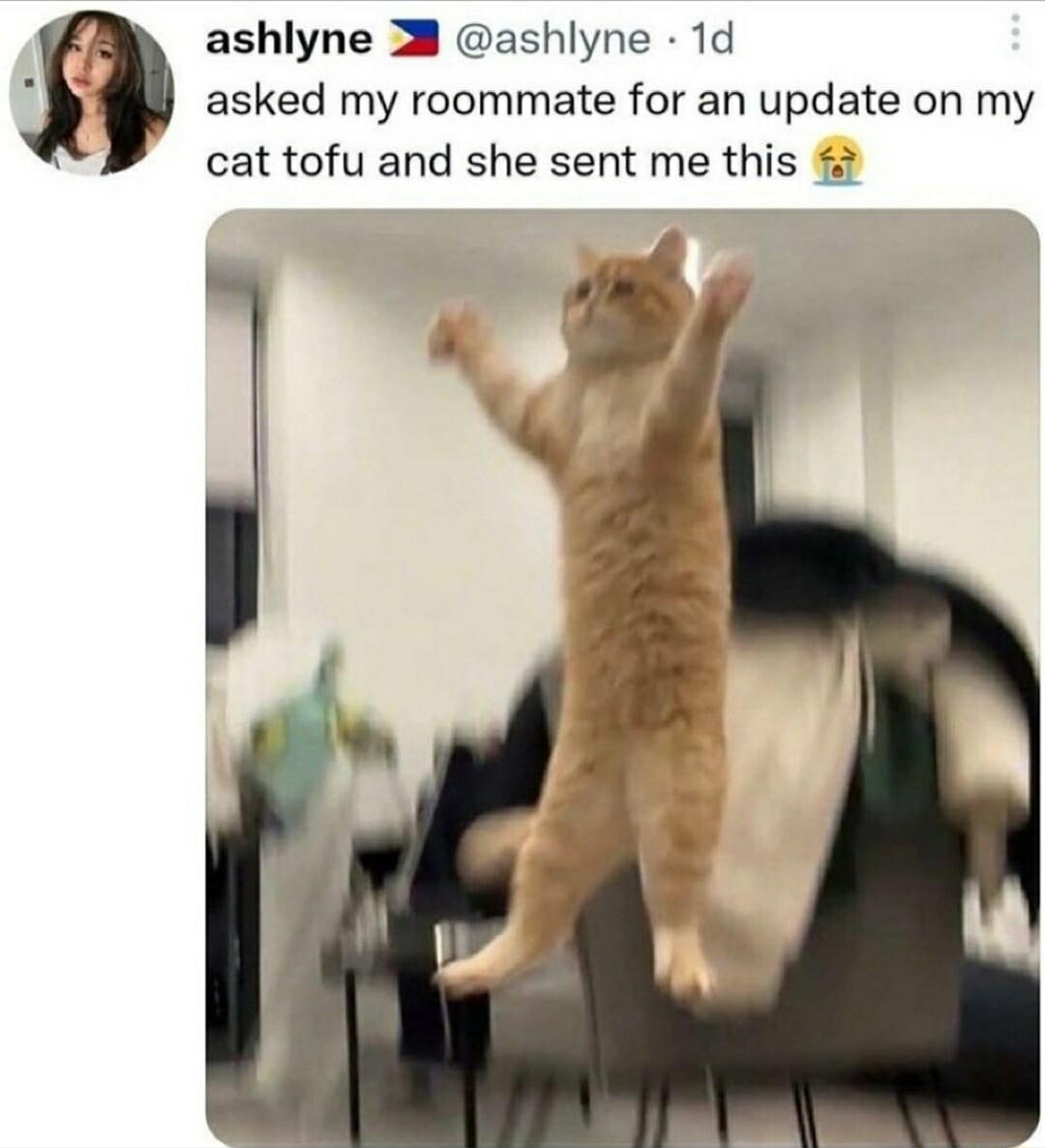 ashlyne 3 ashlyne 1d asked my roommate for an update on my cat tofu and she sent me this
